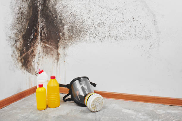 Best Emergency Mold Remediation in Riverdale Park, CA