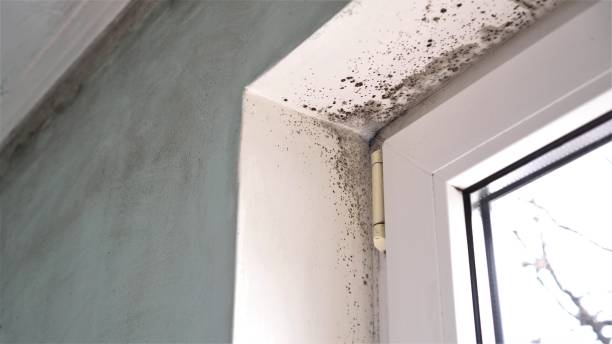 Best Residential Mold Remediation in Riverdale Park, CA