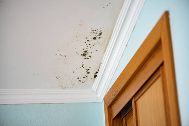 Best Residential Mold Remediation in Riverdale Park, CA