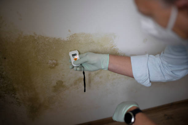 Best Residential Mold Remediation in Riverdale Park, CA