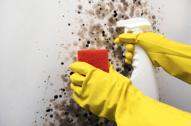 Best Residential Mold Remediation in Riverdale Park, CA