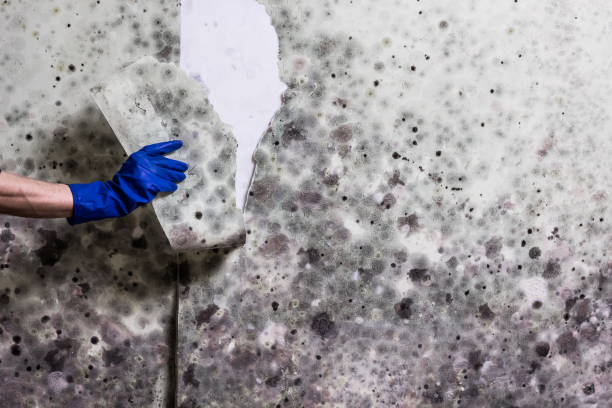 Best Commercial Mold Remediation in Riverdale Park, CA
