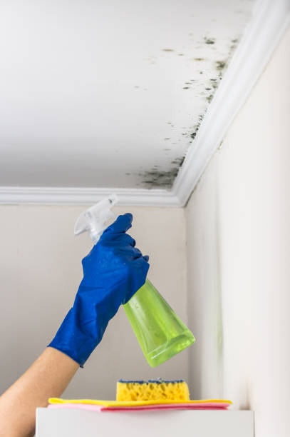 Best Residential Mold Remediation in Riverdale Park, CA